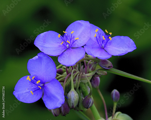 Spiderwort-Tradescantia Virginiana