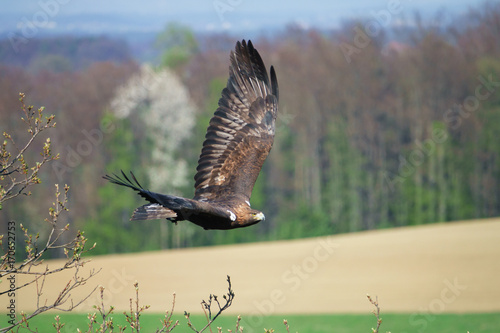 Steinadler