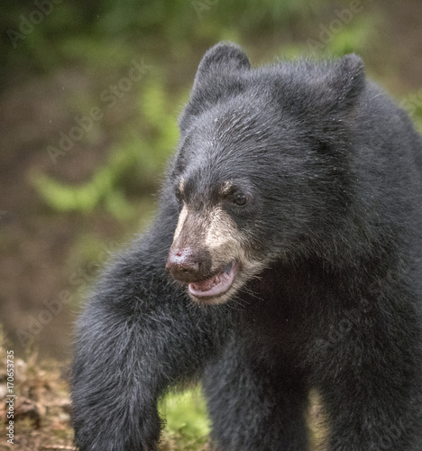Black Bear Cub Closeup II