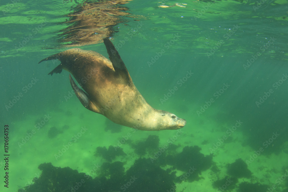 Fototapeta premium Australian Sea Lion