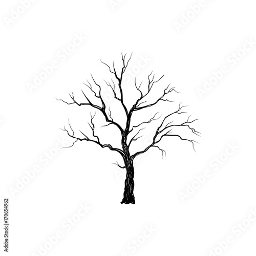 Konstfotografi Tree without leaves. Nature sign Floral winter outdoor icon
