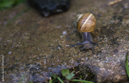 Close up of a Snail