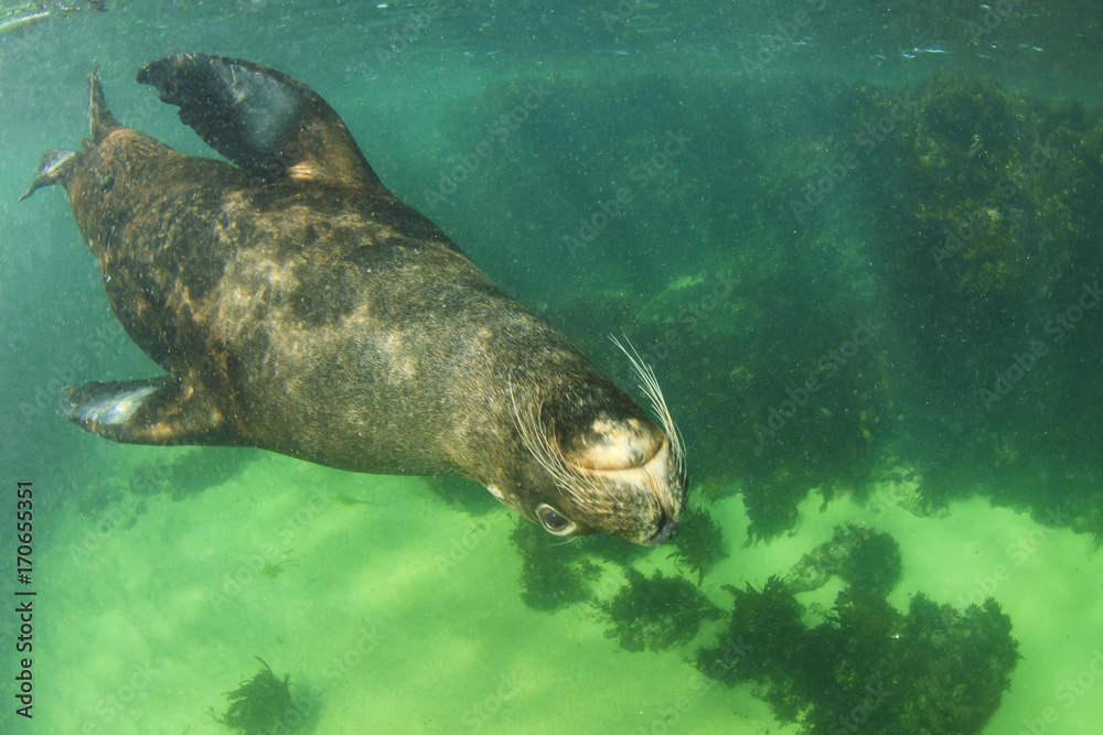 Fototapeta premium Australian Sea Lion