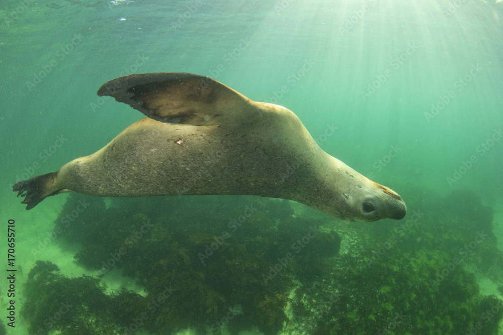 Fototapeta premium Australian Sea Lion