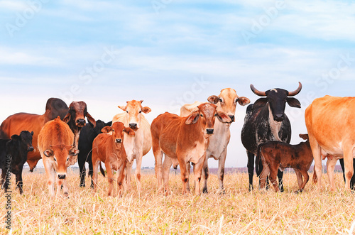 Herd with coHerd with cows and calves on the pasture of a farm. Milky cows, dry pasture, mixed colors, pasture of procreation and feeding. Beautiful livestock bacws and calves on the pasture of a farm