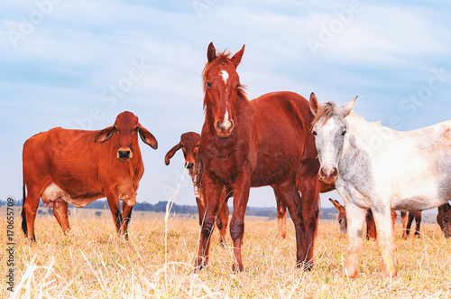 Brown and white horses mixed on the herd of cows of a farm. Beautiful animals, dry pasture, blue sky.