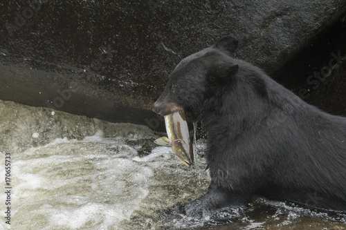 Black Bear Catching Salmon IV photo