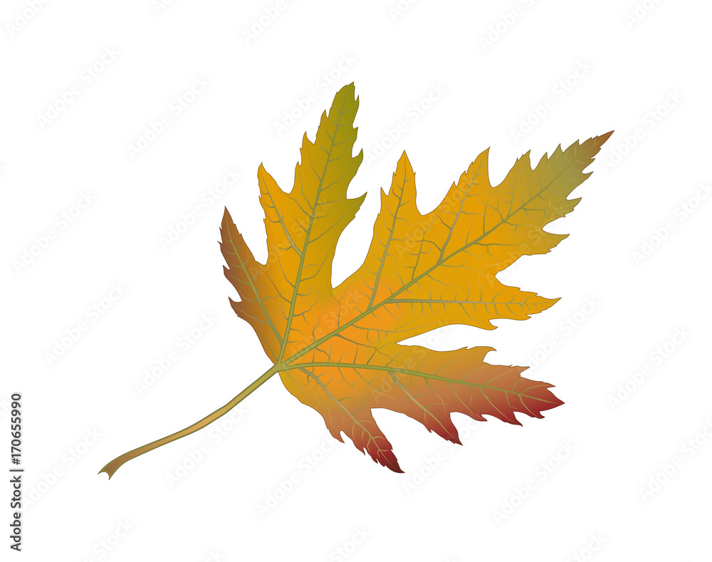Silberahorn Blatt im Herbst
Herbstlaub mit Laubfärbung
Vektor Illustration isoliert auf weißem Hintergrund
