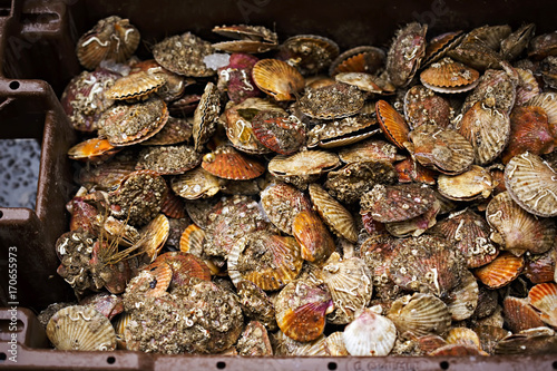 Scallops in container on seafood market 