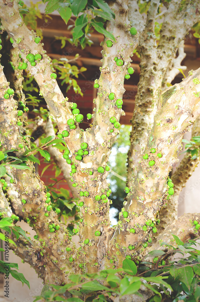 Green Jaboticaba fruits on a Jaboticabeira tree. Green Jaboticaba fruits on a Jaboticabeira tree.