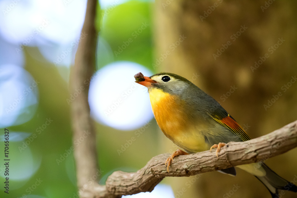 A wild red-billed leiothrix holding a fruit in his mouth