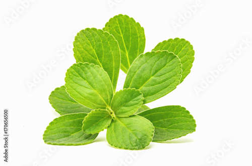 Boldo leaf: green plant called Boldo da Terra. Plant used to make tea and medicinal products. Plant isolated on white.