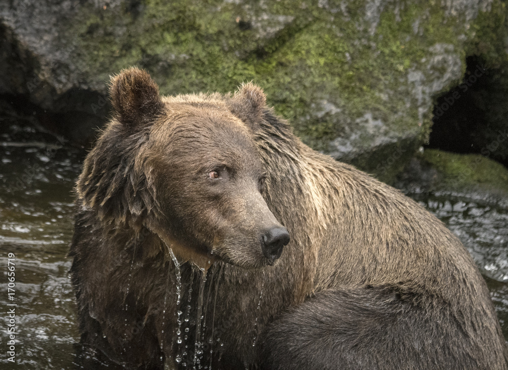 Fototapeta premium Brown Bear Closeup III
