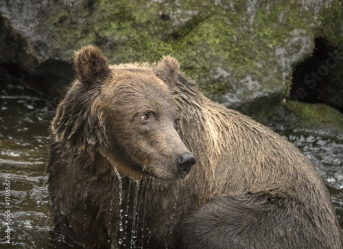 Brown Bear Closeup III