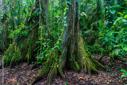 Huge trees in a jungle of Cockscomb Basin Wildlife Sanctuary, Belize