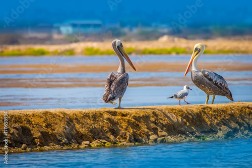 Two pelican sitting on the ...