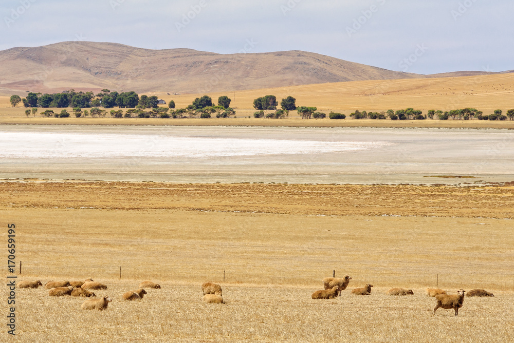 A flock of sheep and a dry salt lake in the heat of the summer - SA, Australia