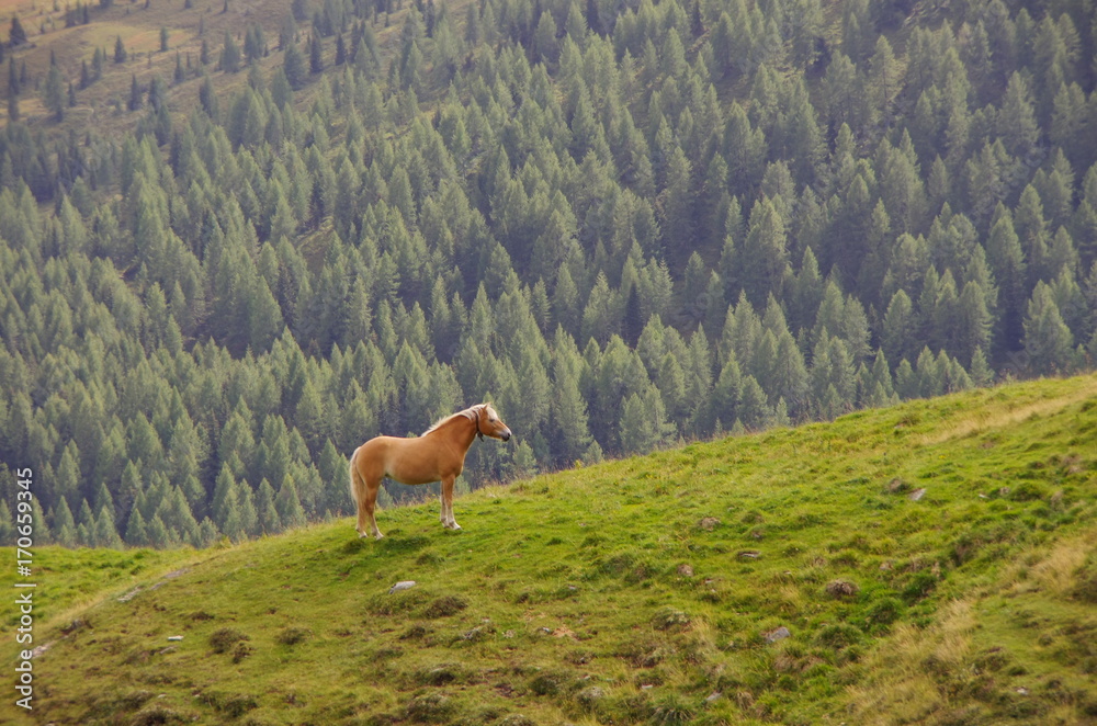 Haflinger horse in the Dolomites