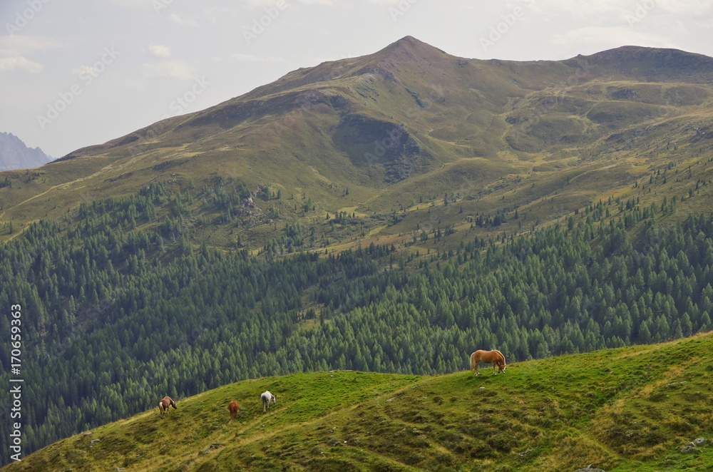 Haflinger horse in the Dolomites