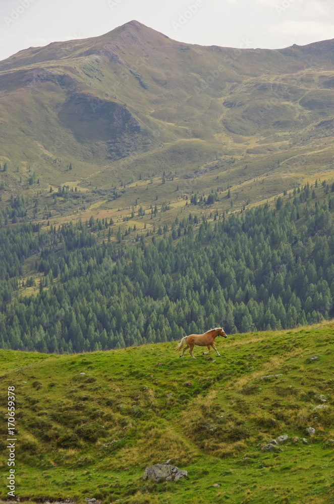 Haflinger horse in the Dolomites
