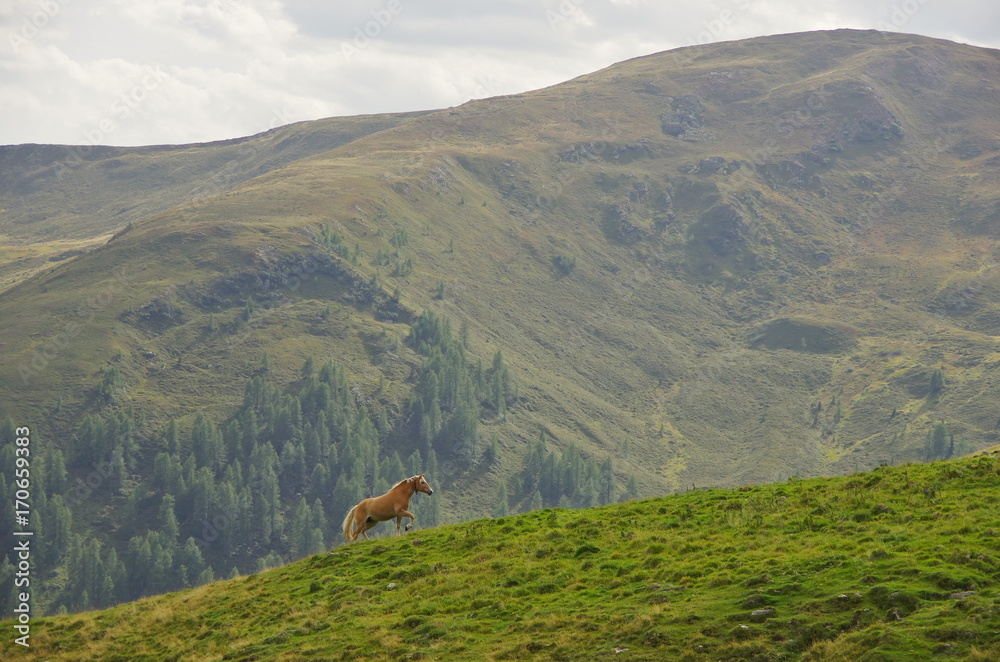 Haflinger horse in the Dolomites