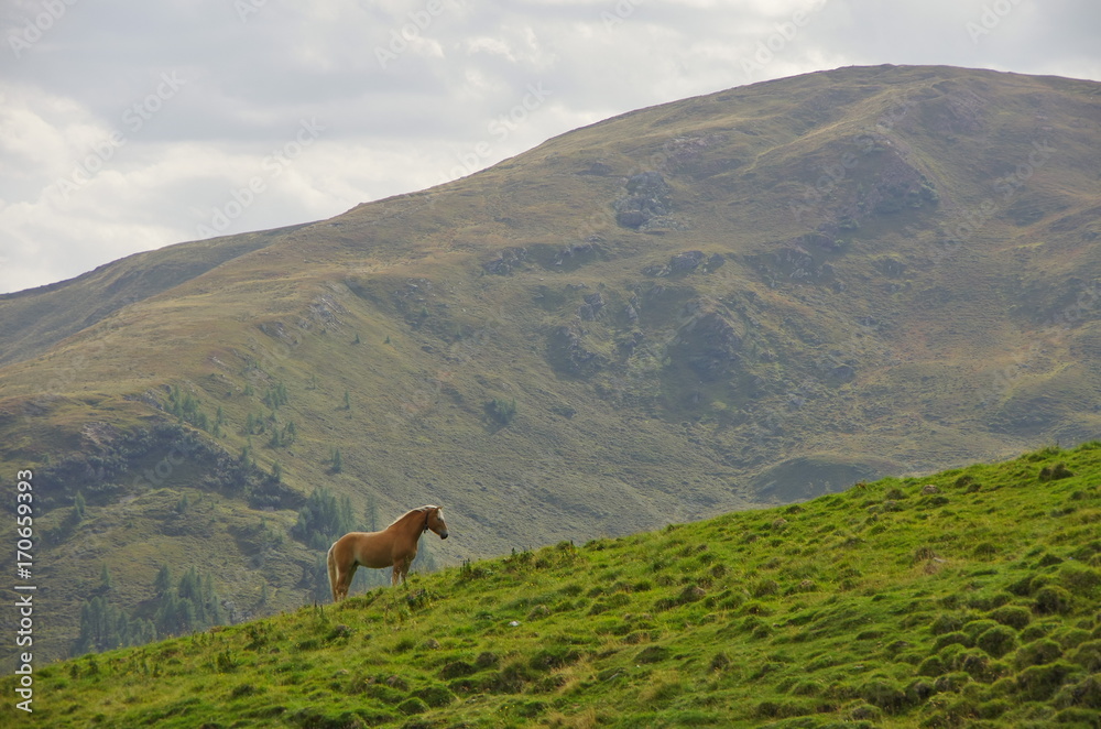 Haflinger horse in the Dolomites