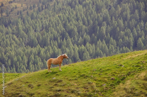 Obraz na płótnie Haflinger horse in the Dolomites w salonie
