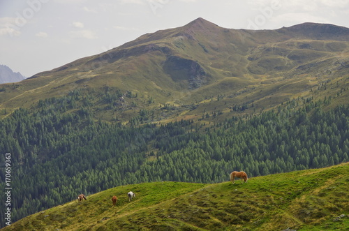 Obraz na płótnie Haflinger horse in the Dolomites w salonie