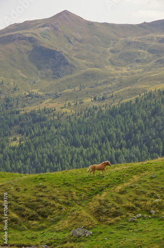 Obraz na płótnie Haflinger horse in the Dolomites w salonie