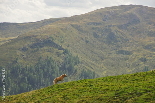 Obraz na płótnie Haflinger horse in the Dolomites w salonie