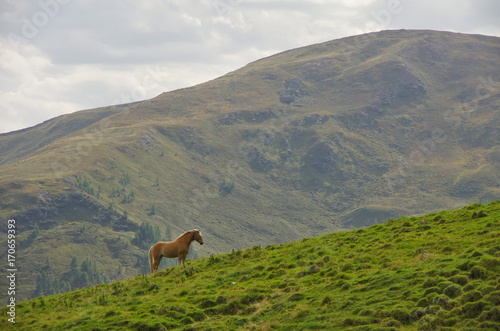 Obraz na płótnie Haflinger horse in the Dolomites w salonie