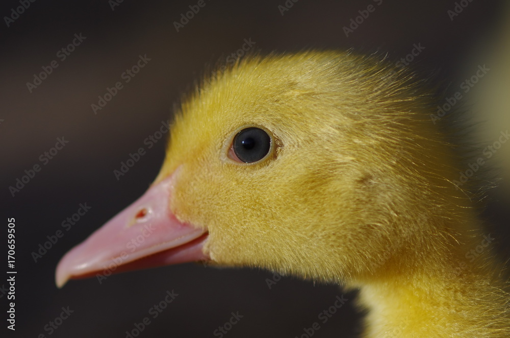 Close up of little ducks