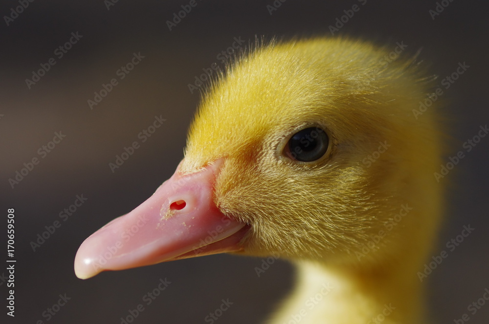 Close up of little ducks