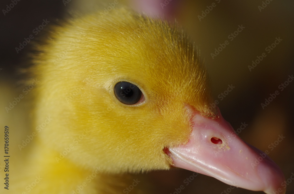 Close up of little ducks