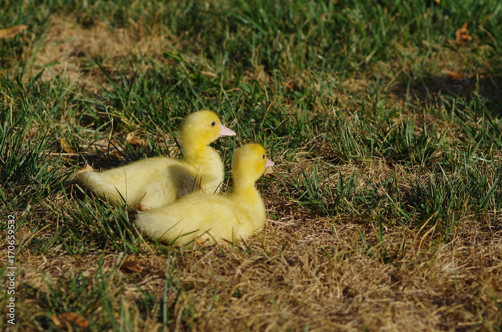 Close up of little ducks