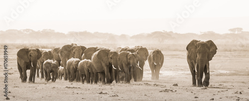Herd of lephants at Amboseli National Park, formerly Maasai Amboseli Game Reserve, is in Kajiado District, Rift Valley Province in Kenya. The ecosystem that spreads across the Kenya-Tanzania border. photo