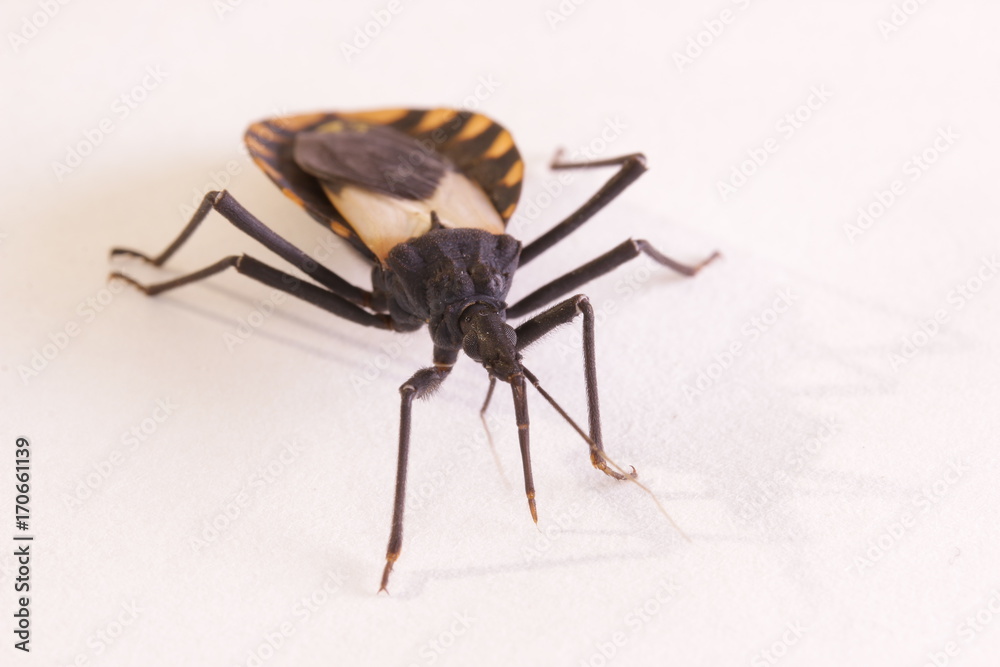 Kissing bug chagas disease vector triatomine; human health emerging zoonotic disease Kissing bug chagas disease vector triatomine; human health emerging zoonotic disease