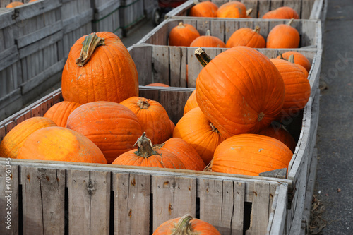 colorful pumpkins in container at farm in autumn harvest season