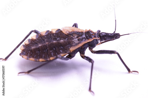 Kissing bug chagas disease vector triatomine; human health emerging zoonotic disease