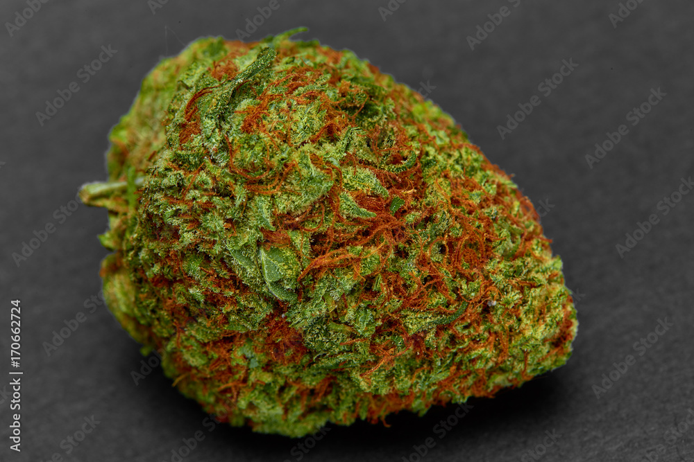 Close up of medical marijuana strain Mango Tango Close up of medical marijuana strain Mango Tango