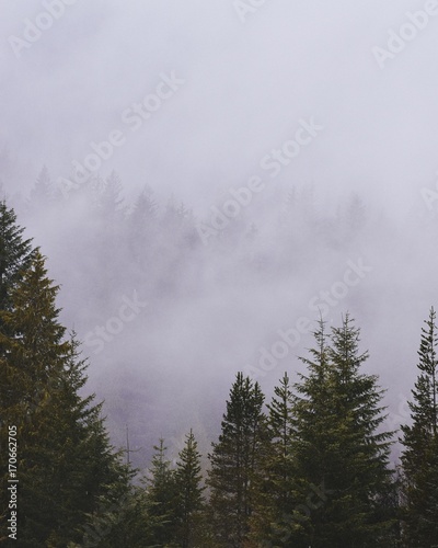 Foggy Forest © Yi