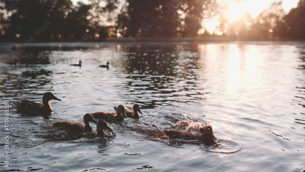 Ducks are Swimming in sparkling Lake Water. Slow Motion 120 fps, 4K. Beautiful nature background, birds and wildlife. Young ducks are being fed in the pond. Relaxing Sunset near the water. Lens Flare.