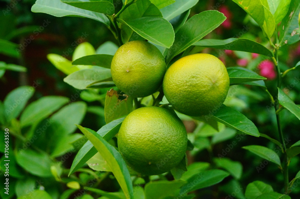 Green lemon fruit growing on a branch Green lemon fruit growing on a branch