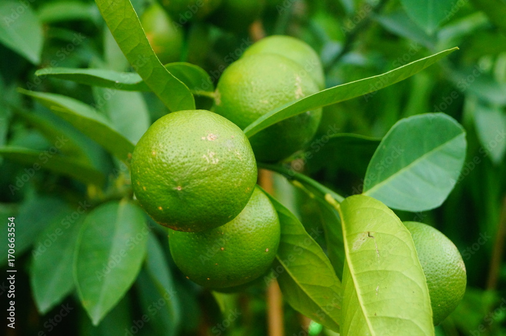 Green lemon fruit growing on a branch Green lemon fruit growing on a branch
