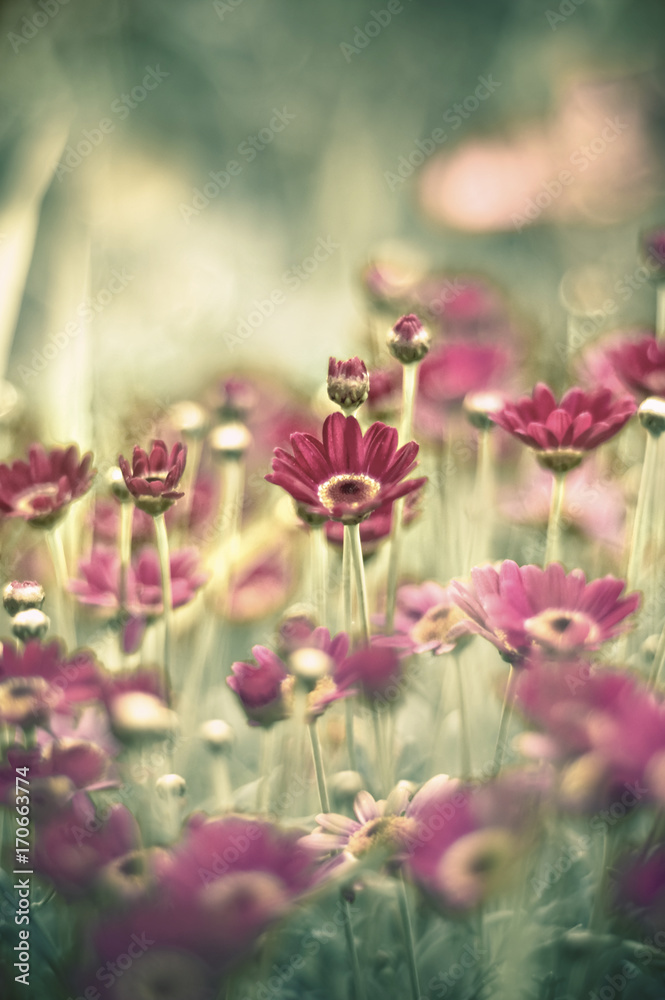 Vibrant spring flowers bloom pink on bright green stems Vibrant spring flowers bloom pink on bright green stems