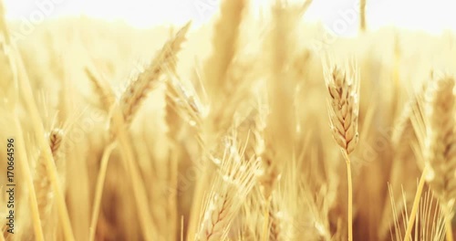 Wheat Field at Sunrise, CLOSE UP. SLOW MOTION 4K. Ears of wheat swaying at the wind at beautiful sunny morning. Harvest and Crop concept. Peaceful Cinematic Field, Lens Flare 