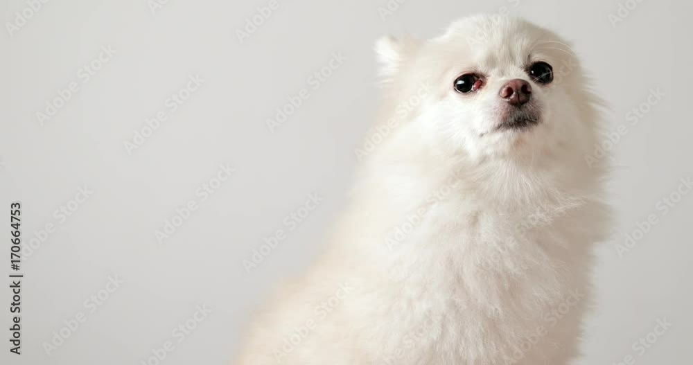 White cute pomeranian White cute pomeranian