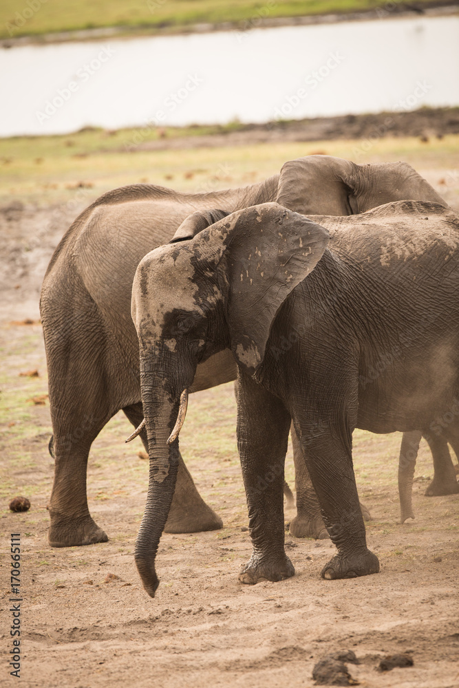 Fototapeta premium Elephants, Chobe River, Chobe National Park