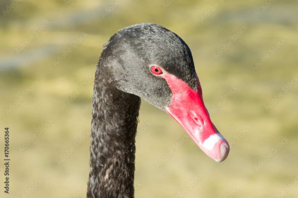 Obraz premium Swan head long neck.
