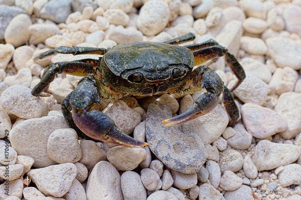 Granchio di fiume